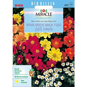 Miracle Karışık Renkli Bodur Mignon Dahlia Çiçeği Tohumu (20 Tohum)