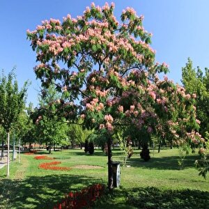 Gülibrişim İpek Ağacı Tohumu (5 Tohum)