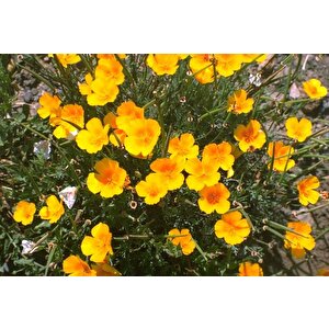 Sarı Bodur Kaliforniya Gelincik(papaver) Çiçeği Tohumu(100 Tohum)
