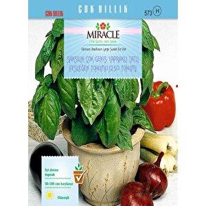 Miracle Saksılık Çok Geniş Yapraklı Tatlı Fesleğen Tohumu(250 Tohum)