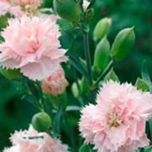 Soft Pembe La France Karanfil Çiçeği Tohumu(25 Tohum)