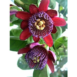 Dev Passiflora Çarkıfelek Çiçeği Tohumu(5 Tohum)