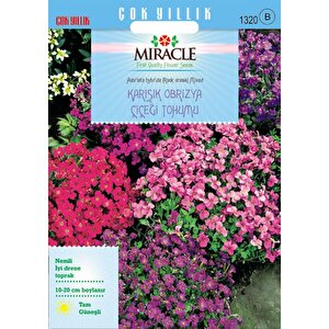 Miracle Rock Cress Aubrieta Karışık Renkli Obrizya Çiçeği Tohumu (100 Tohum)