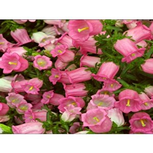 İsabella Rose Pink Çan Çiçeği Tohumu (100 Tohum)