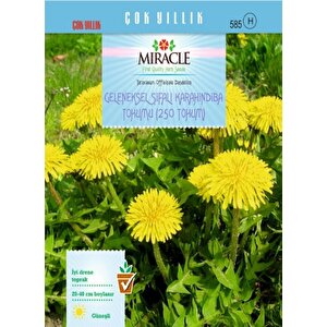Miracle Geleneksel Şifalı Karahindiba Tohumu (250 Tohum)