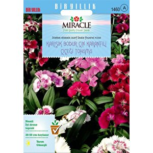 Miracle Karışık Renkli Bodur Çin Karanfili Çiçeği Tohumu (100  Tohum)