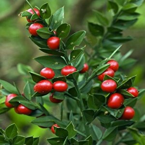 Ruscus Aculeatus Kokina Tavşan Memesi Tohumu (3 Tohum)