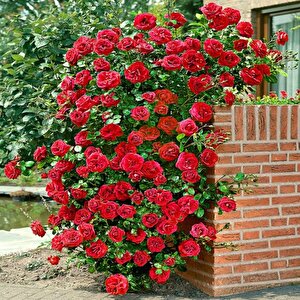 Kokulu Red Beauty Kırmızı Yediveren Sarmaşık Gül Tohumu (5 Tohum)
