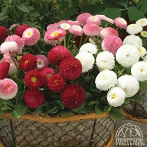 Mix Katmerli Bellis Perennis Ponpon İngiliz Çayır Papatyası Çiçeği Tohumu(100 Tohum)
