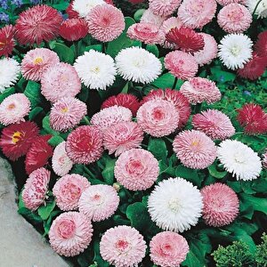 Mix Katmerli Bellis Perennis Ponpon İngiliz Çayır Papatyası Çiçeği Tohumu(100 Tohum)