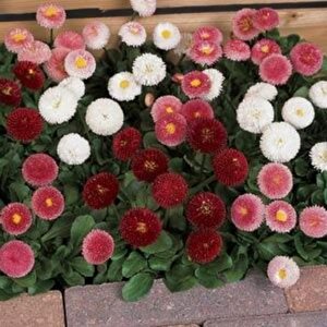Mix Katmerli Bellis Perennis Ponpon İngiliz Çayır Papatyası Çiçeği Tohumu(100 Tohum)