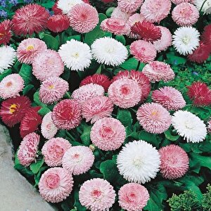 Mix Katmerli Bellis Perennis Ponpon İngiliz Çayır Papatyası Çiçeği Tohumu(100 Tohum)