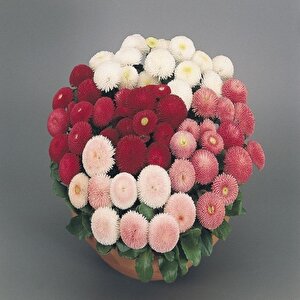 Mix Katmerli Bellis Perennis Ponpon İngiliz Çayır Papatyası Çiçeği Tohumu(100 Tohum)