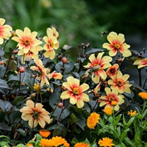 Bodur Red Yellow Dahlia Yıldız Çiçeği Tohumu (40 Tohum)