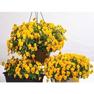 Dev Çiçekli Golden Gate Menekşe Çiçeği Tohumu(100 Tohum)