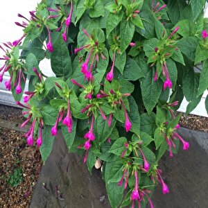 Violet Pink Akşam Sefası Çiçeği Tohumu(20 Tohum)
