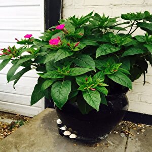 Violet Pink Akşam Sefası Çiçeği Tohumu(20 Tohum)