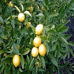 Yediveren Limon Tohumu (3 Tohum)