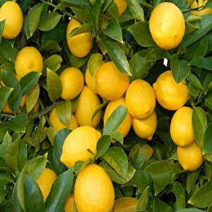 Yediveren Limon Tohumu (3 Tohum)
