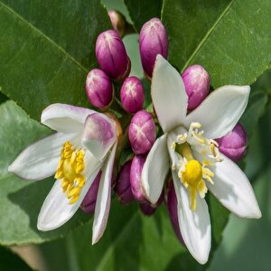 Yediveren Limon Tohumu (3 Tohum)