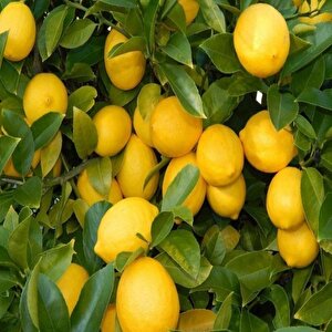 Yediveren Limon Tohumu (3 Tohum)