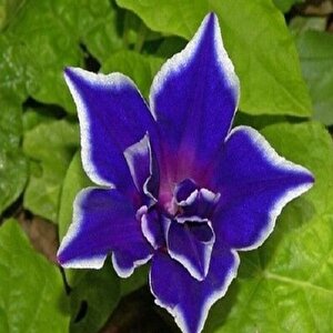 Dev Çiçekli İpomea Blue Picotee Japon Gündüz Sefası Çiçeği(5 Tohum)