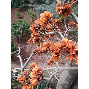 Erythrina Caffra Mercan Ağacı Tohumu (3 Tohum)