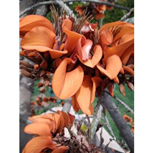 Erythrina Caffra Mercan Ağacı Tohumu (3 Tohum)