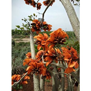 Erythrina Caffra Mercan Ağacı Tohumu (3 Tohum)
