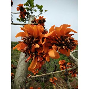 Erythrina Caffra Mercan Ağacı Tohumu (3 Tohum)