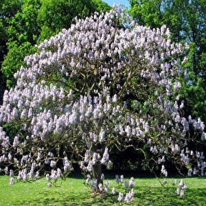 Yoğun Kokulu Beyaz Çiçekli Paulownia Fortunei Tohumu (100 Tohum)