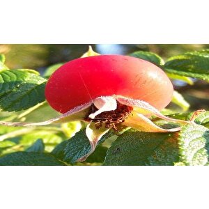 Hollanda Tipi Rosa Rugoso Kuşburnu Tohumu(20 Tohum)