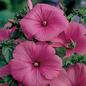 Lavatera Trimestris Regis Carmine Pamuk Çiçeği Tohumu(50 Tohum)