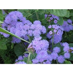 Uzun Boylu Kokulu Mavi  Ageratum(vapur Dumanı) Çiçeği Tohumu (100 Tohum)