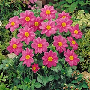 Miracle Bodur Mignon Rose Dahlia Yıldız Çiçeği Tohumu (80 Tohum)