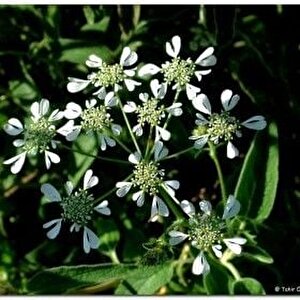 Geyik Otu Tohumu(100 Tohum)