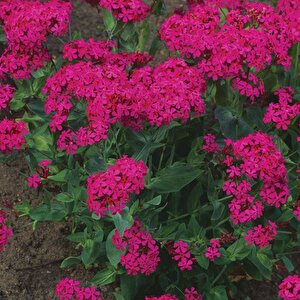 Çingene Pembesi Silene Çiçeği(nakil Çiçeği) Tohumu(1000 Tohum)