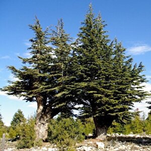 Juniperus Oxycedrus Katran Ağacı Toros Sediri Tohumu (20 Tohum)