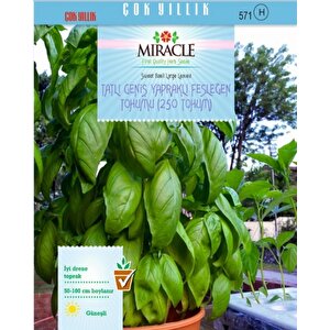 Miracle Tatlı Geniş Yapraklı Fesleğen Tohumu (250 Tohum)