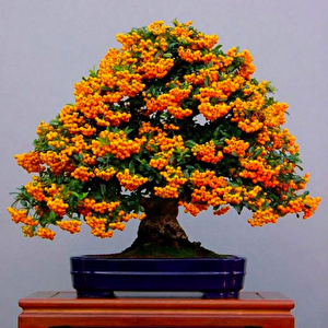 Bodur Ateşdikeni Fidanı Bonsai İçin Uygun Bitki Tohumu (15 Tohum)