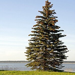 Picea Abies Batı Ladini Tohumu (20 Tohum)