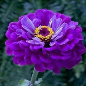 Super Yoga Elegans Purple Zinya Çiçeği Tohumu(40 Tohum)