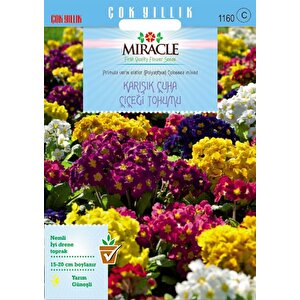Miracle Karışık Renkli Onbir Ay Çuha Çiçeği Tohumu (50  Tohum)
