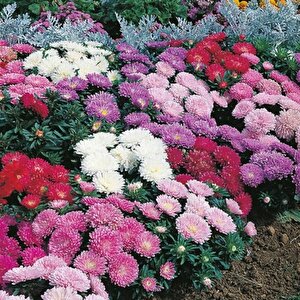 Pompon Rose Aster Çiçeği Tohumu(50 Tohum)