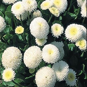 Bellis Perennis Beyaz Ponpon İngiliz Çayır Papatyası Çiçeği Tohumu(100 Tohum)