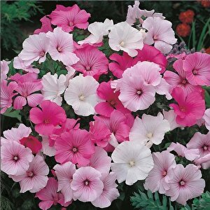 Lavatera Trimestris Regis Pembe Pamuk Çiçeği Tohumu (50 Tohum)
