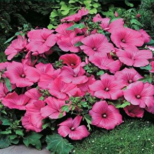 Lavatera Trimestris Regis Pembe Pamuk Çiçeği Tohumu (50 Tohum)