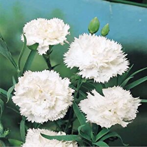 Chabaud White Katmerli Karanfil Çiçeği Tohumu(70 Adet)