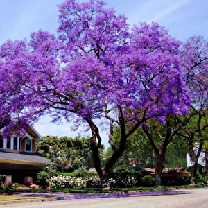 Dünyanın En Hızlı Büyüyen Tomentasa Paulownia Ağacı Tohumu (1000 Tohum)