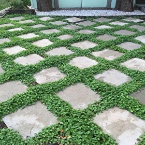Dona Dayanıklı Dichondra Repens Fare Kulağı Tohumu(100 Tohum)